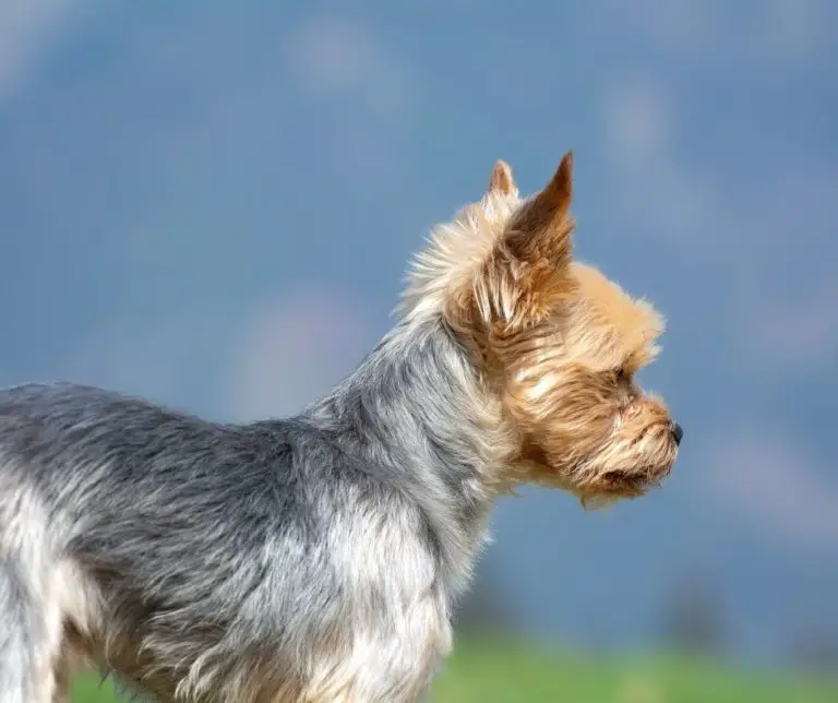How To Massage Yorkie Ears?