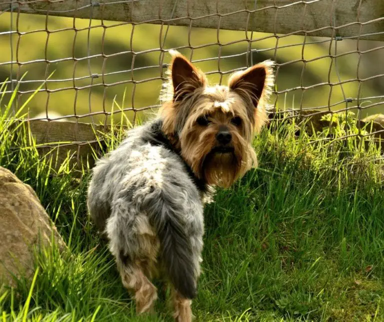 How To Potty Train A Yorkie To Go Outside?