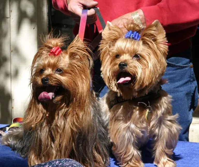 How To Tell How Old A Yorkie Is?
