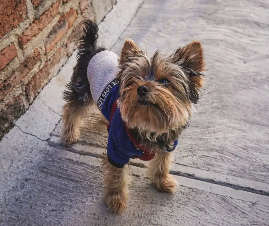 How to Get Yorkie to Stop Barking? Our Yorkie