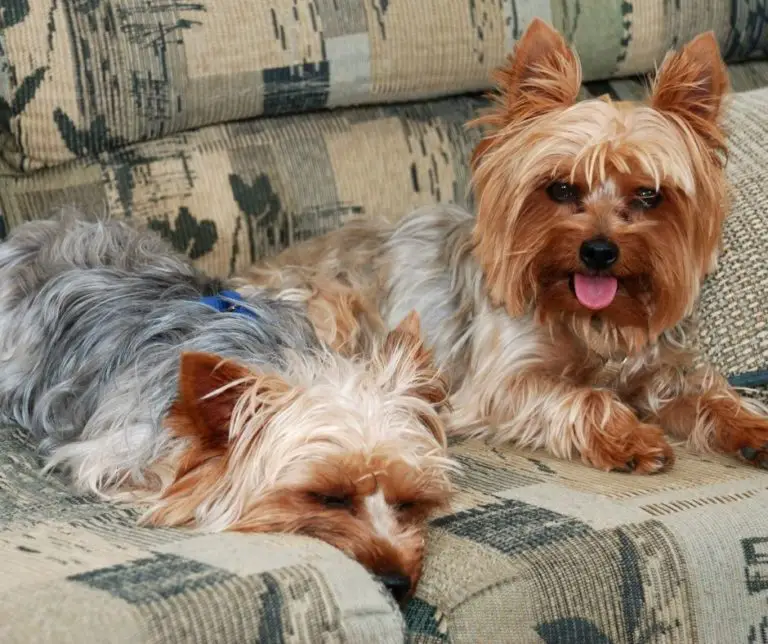 How to House Train a Yorkie?