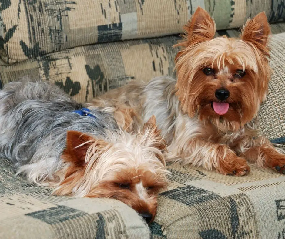 How to House Train a Yorkie? Our Yorkie