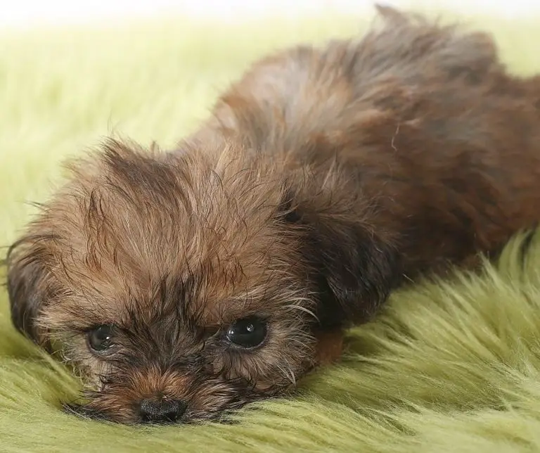 how-old-do-teacup-yorkies-live-our-yorkie