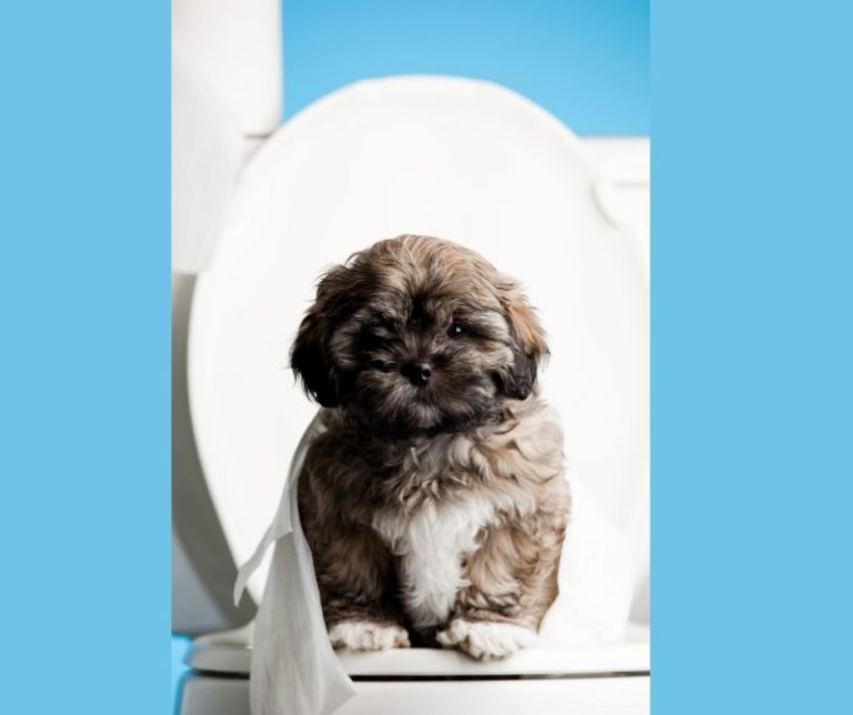 How to Potty Train a Yorkie Poo Puppy? Our Yorkie