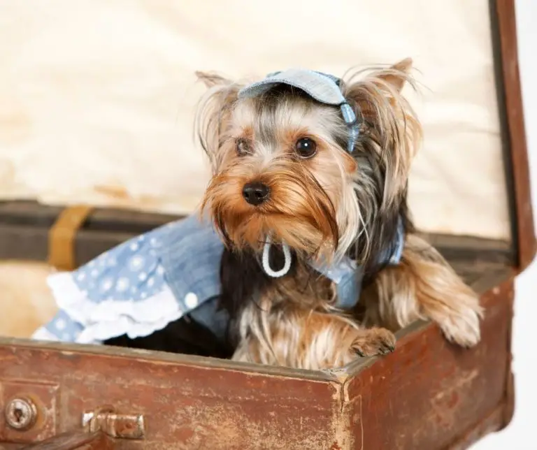 When Can A Yorkie Get Pregnant?