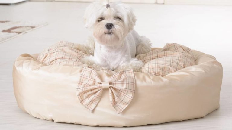 Teacup Yorkie Beds – How To Pick The Perfect One