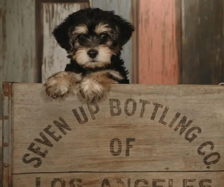 How Much Are Teacup Yorkie Puppies?