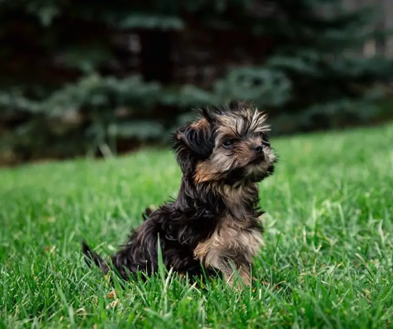 How Much Are Teacup Yorkies Worth?