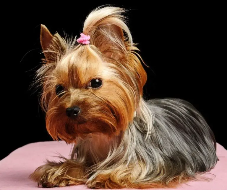 How Many Teeth Do Yorkies Have? Our Yorkie