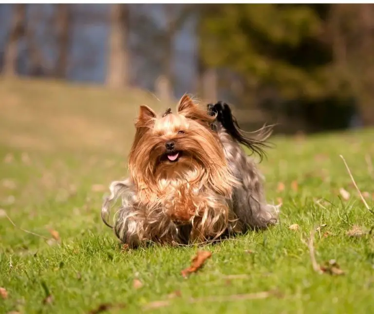 What Age Are Yorkies Full Grown?