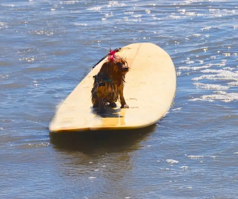 What Do Yorkies Like To Do For Fun?