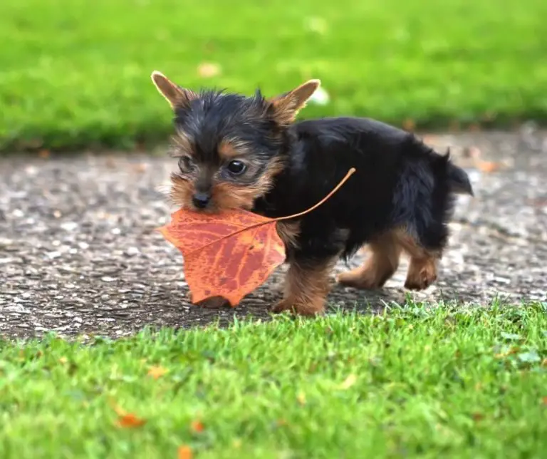 What Do Yorkies Like To Play With?? Our Yorkie