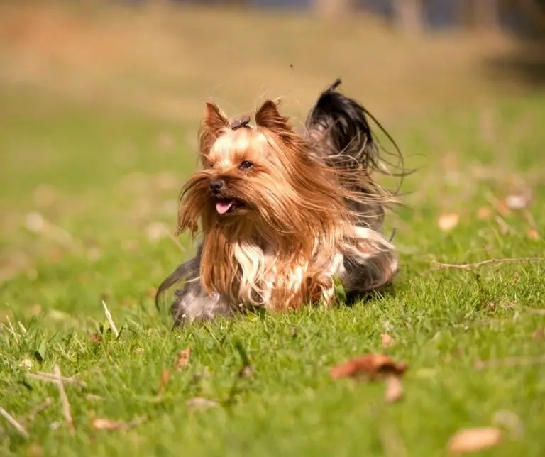 What Does A Yorkie Look Like? Our Yorkie
