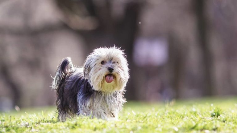 What Is My Yorkie Mixed With