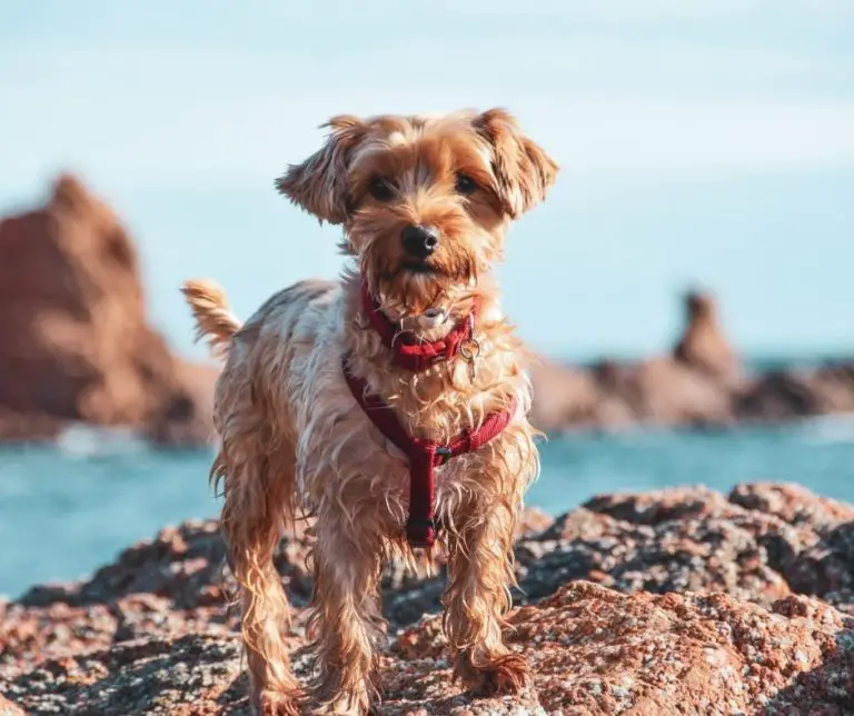 When Do Yorkies Go Into Heat Our Yorkie