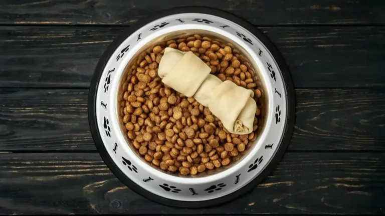 Which Is The Best Dry Food For Yorkies