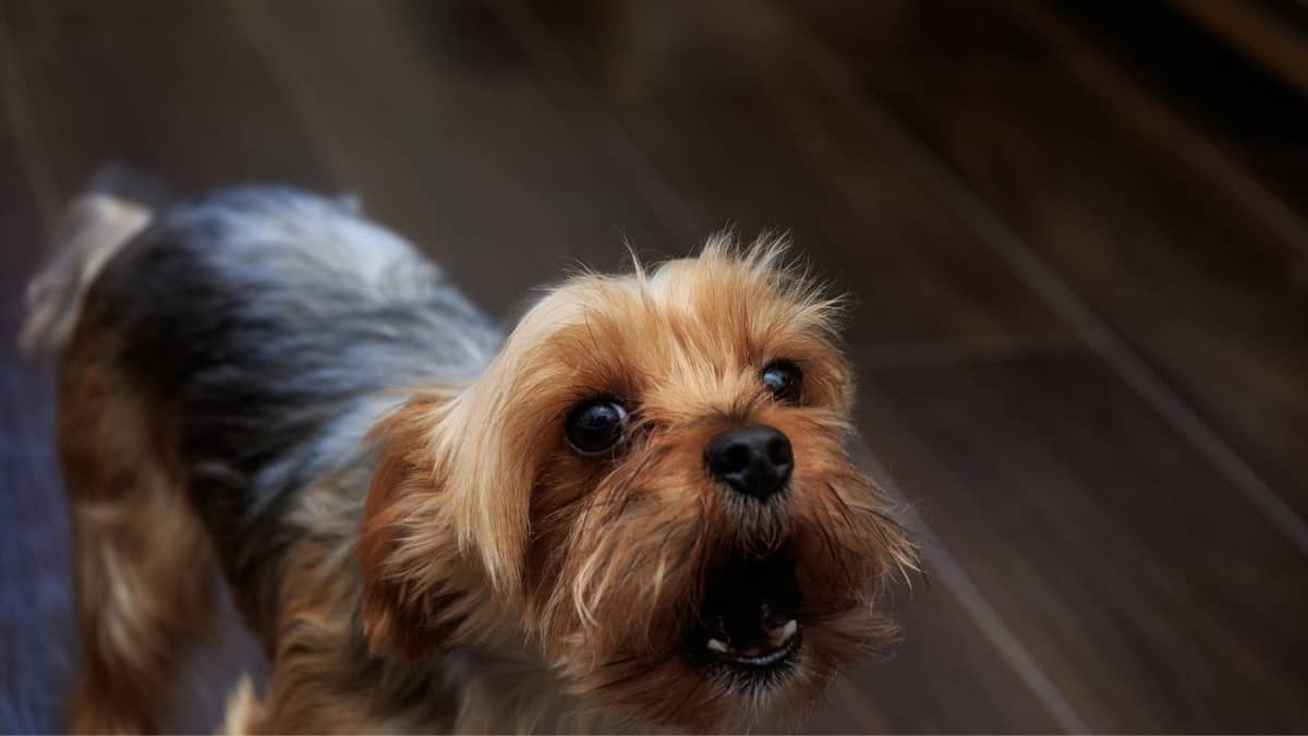 Why Do Yorkies Snort – Issue Or Not