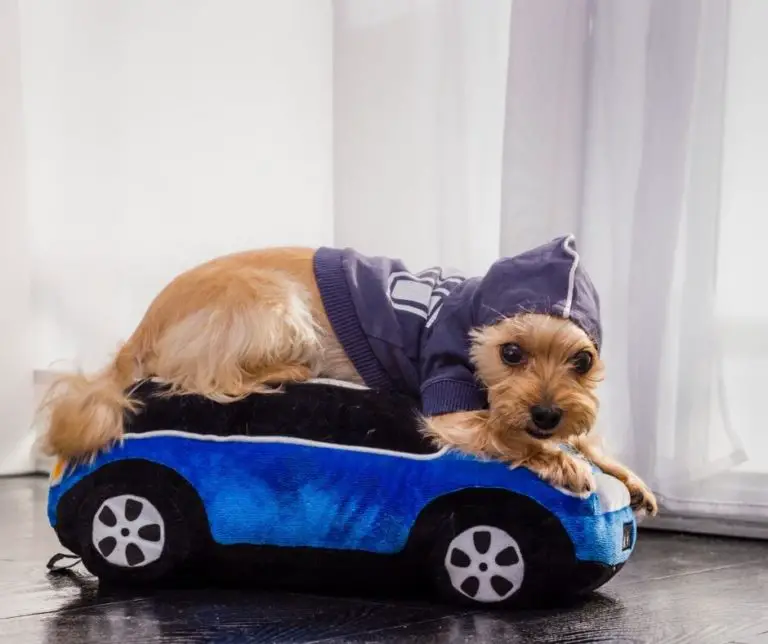 Why Does My Yorkie Shake?