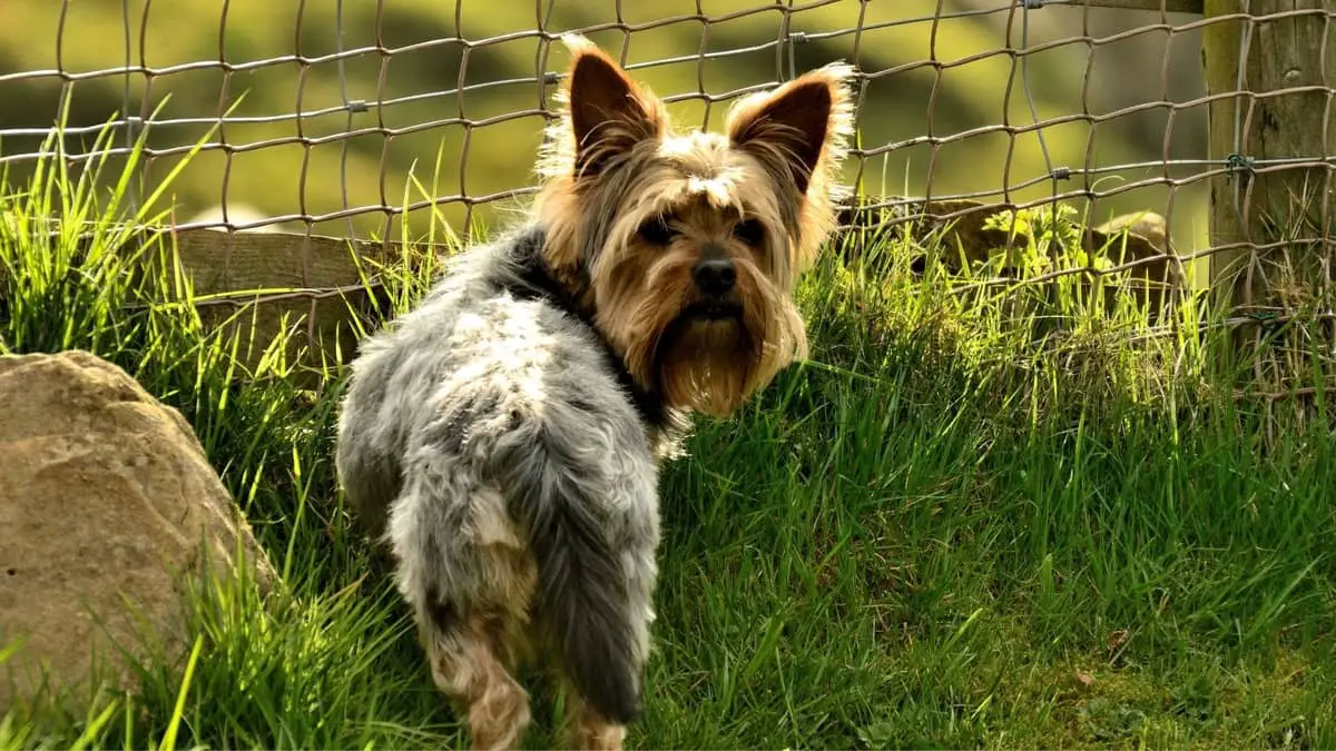 Yorkie Bladder Problems – Common Health Issues