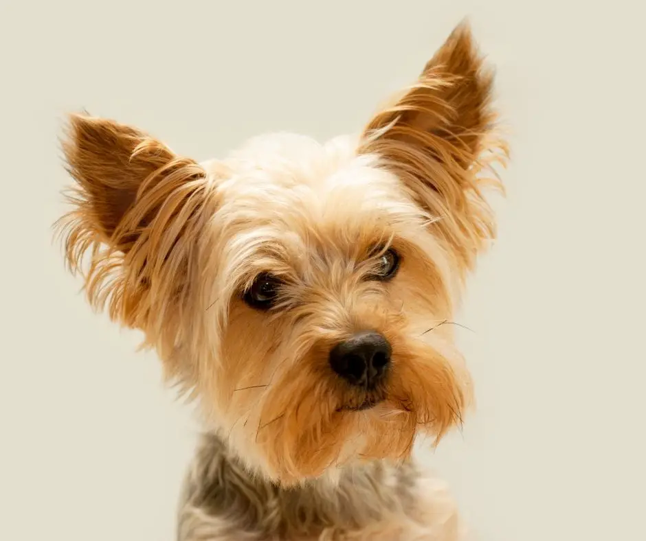 How to Make Yorkie Ears Stand Up? Our Yorkie