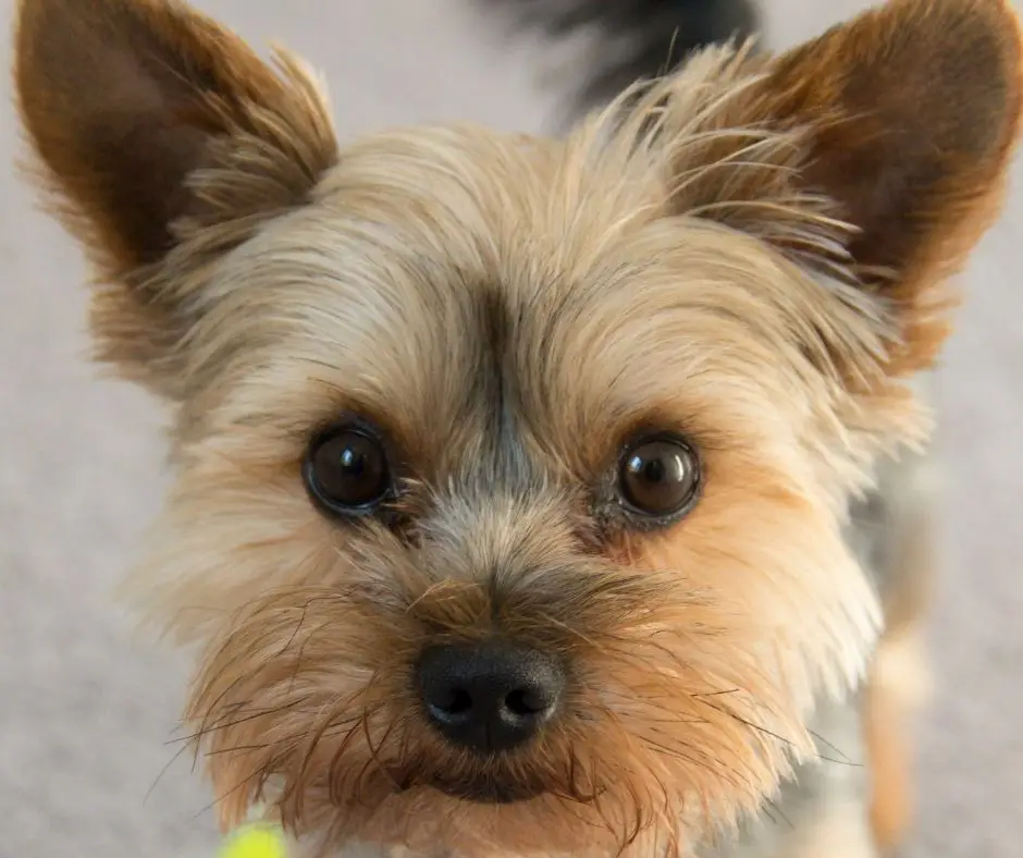 how-to-get-yorkie-ears-to-stand-up-our-yorkie