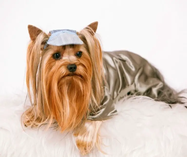 At What Age Is A Yorkie Full Grown?