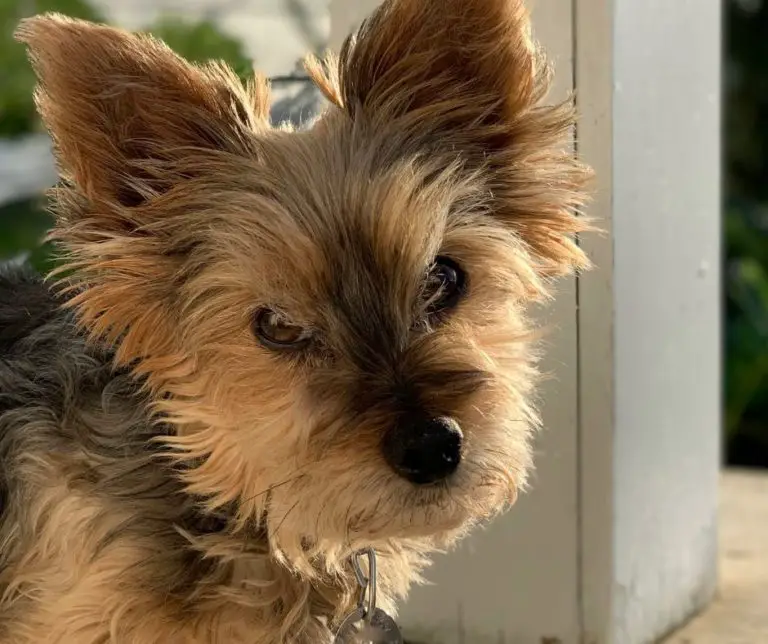 Why Is My Yorkie Getting Aggressive?