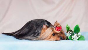 Yorkie Hair Growth Stages