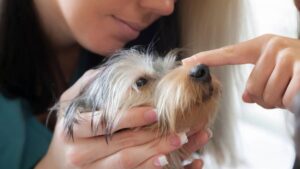 Yorkie Health Problems Symptoms