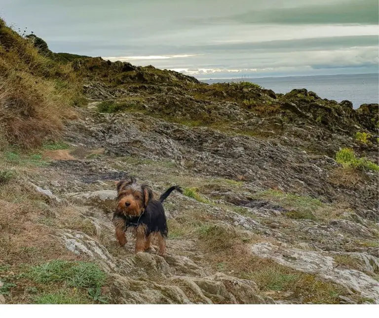 How To Potty Train A Yorkie Puppy Outside?