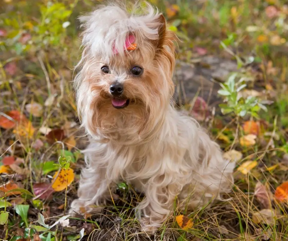 Why Is My Yorkie So Big? - Our Yorkie