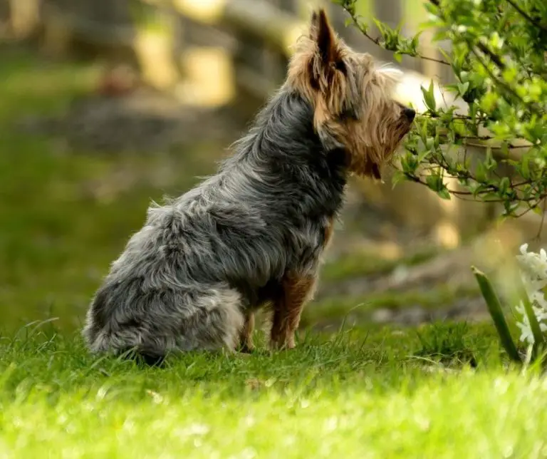 How Long Does A Yorkie Stay Pregnant?