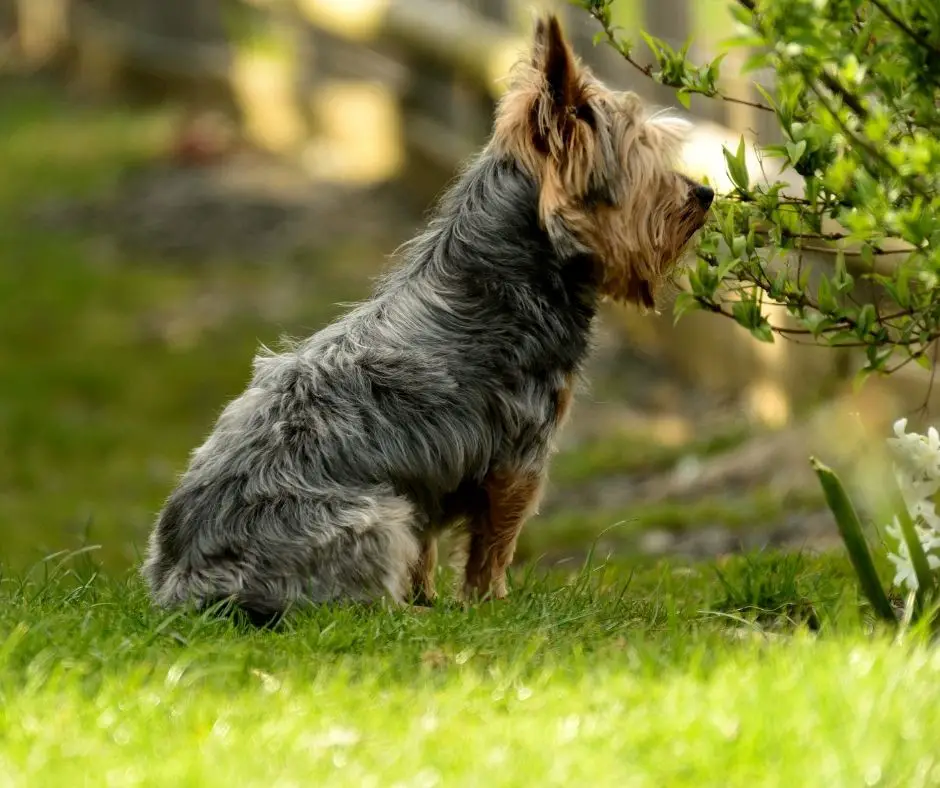 How Long Does A Yorkie Stay Pregnant? - Our Yorkie