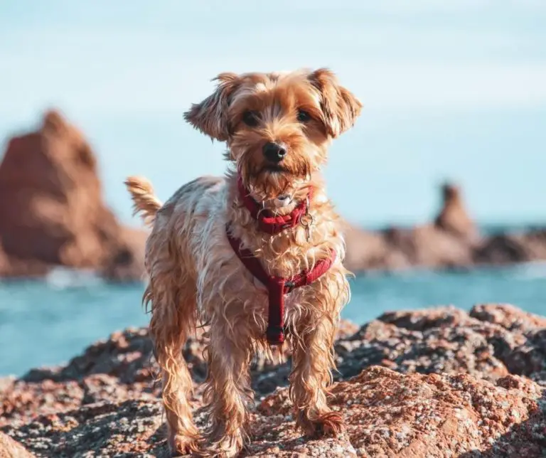 When Will My Yorkie Stop Growing?