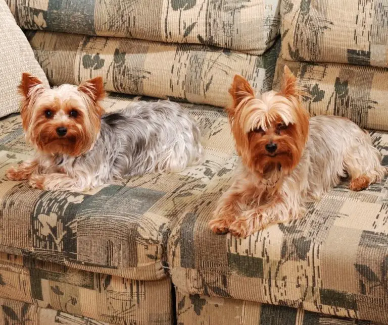 How To House Train A Yorkie Puppy?
