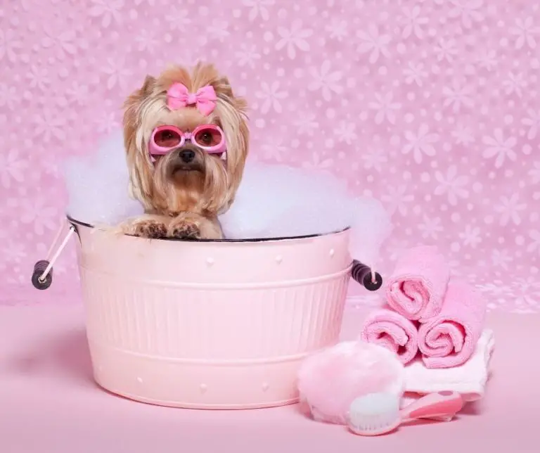 How Often Should Yorkies Be Bathed?