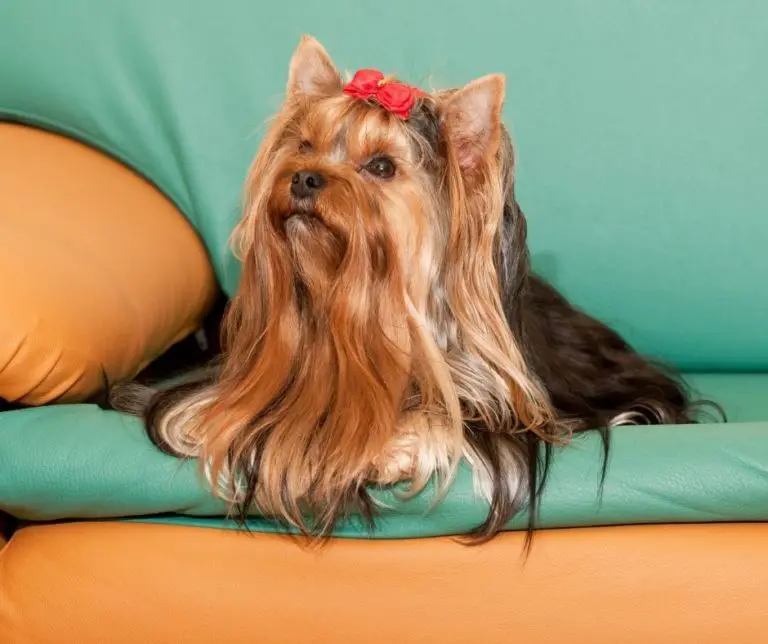 How Long Can Yorkies Be Left Alone?