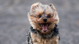 Yorkies Behavior Problems – Teach Discipline To Your Yorkie