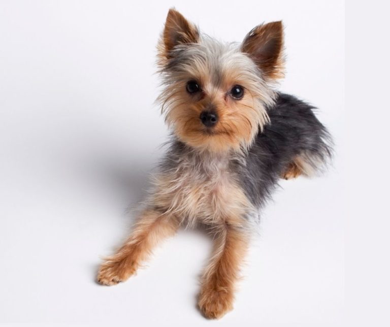 When Do Yorkies Calm Down? Our Yorkie