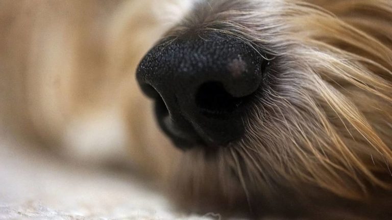 Yorkies Dry Skin - Thing You Need To Know