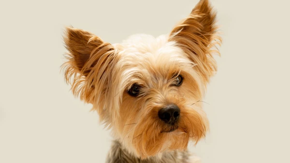 Yorkies Ears Down – What Does It Mean