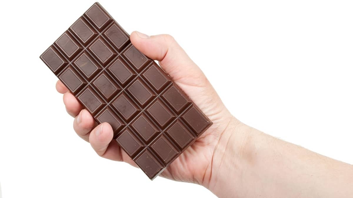 Yorkies Eating Chocolate – Good Practise Or Not