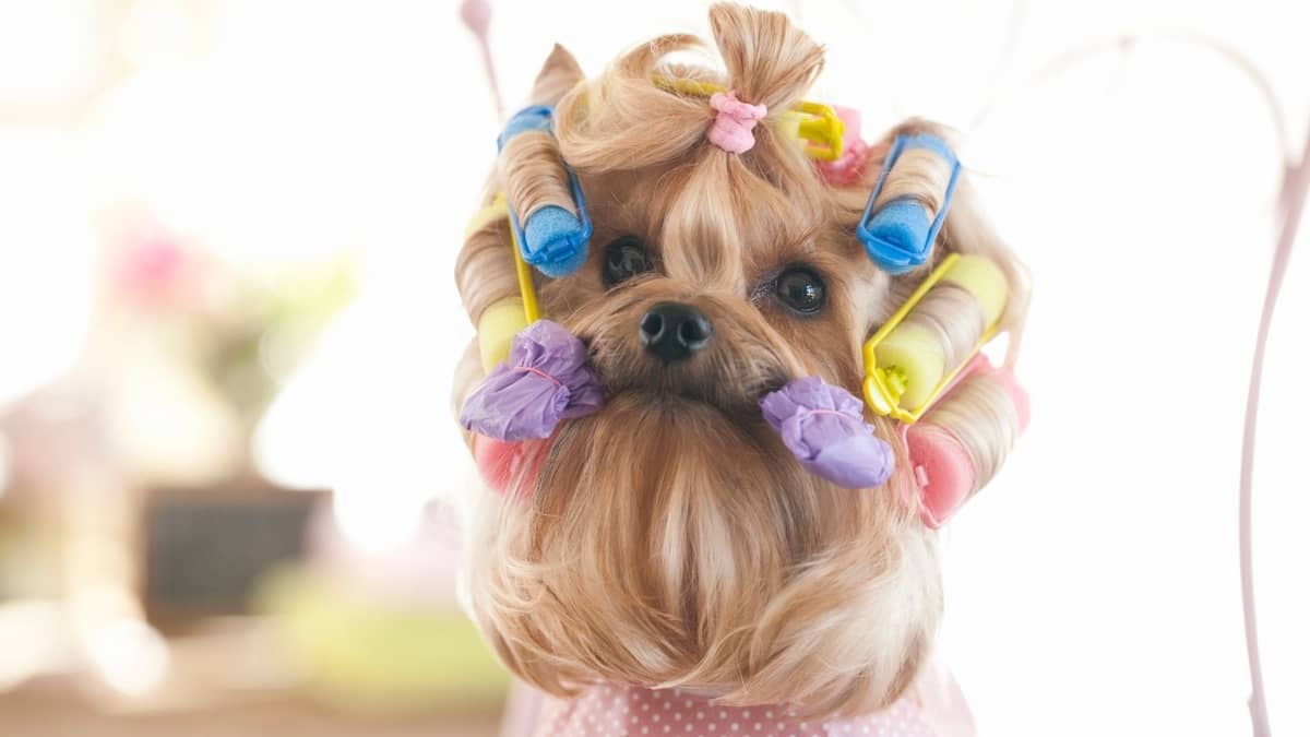 Yorkies Hair Care – How To Care For The Yorkie Coat