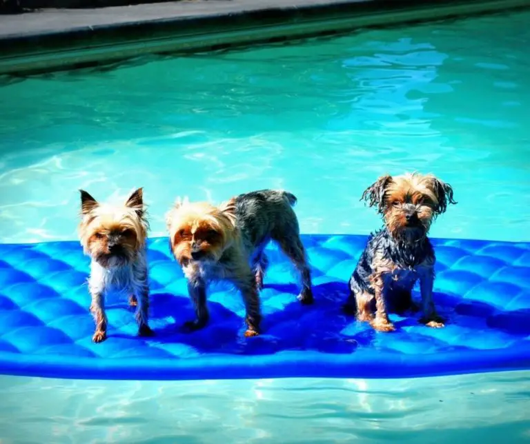 How Many Yorkies In A Litter?