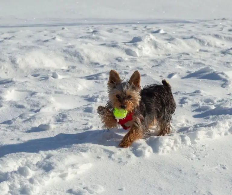 What Do Yorkies Like to Play with?