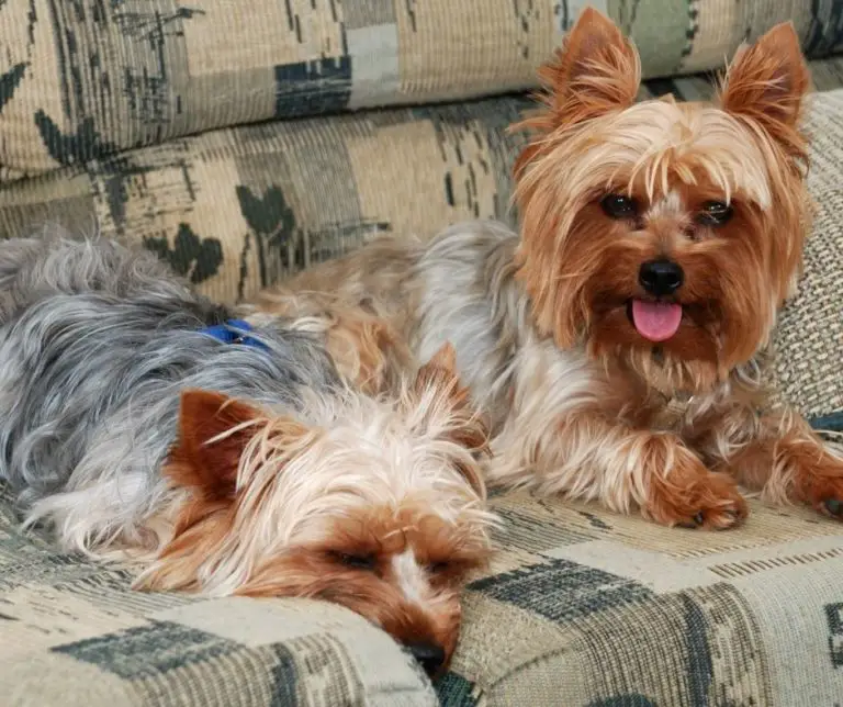 Why Do Yorkies Smell So Bad?