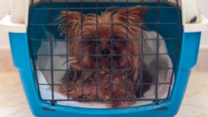 best crates for yorkies
