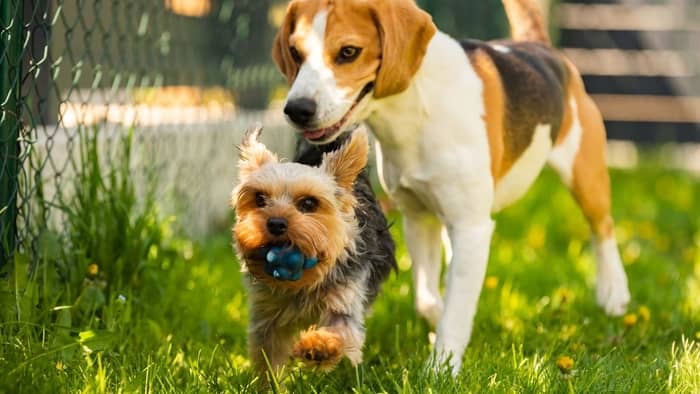 best dog companion for a yorkie