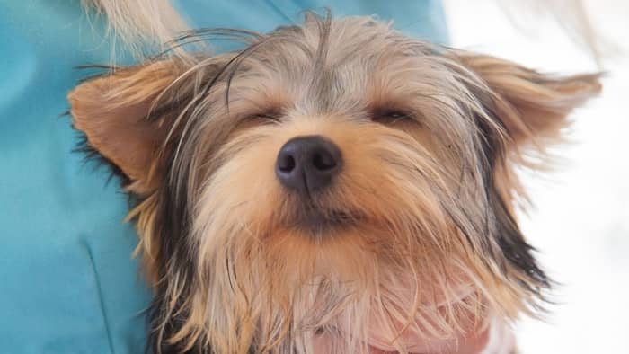 common health problems in yorkies