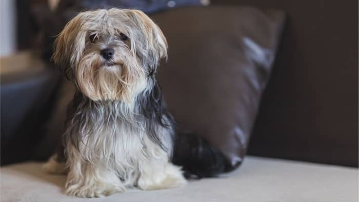 different types of yorkie mixes